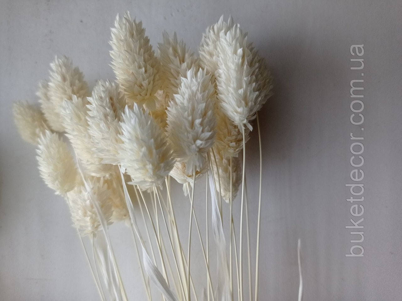 

Сухоцвет фалярис