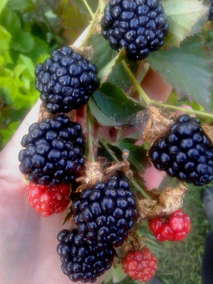 

Саженцы ежевики блек джем (ремонтантный безшипый)