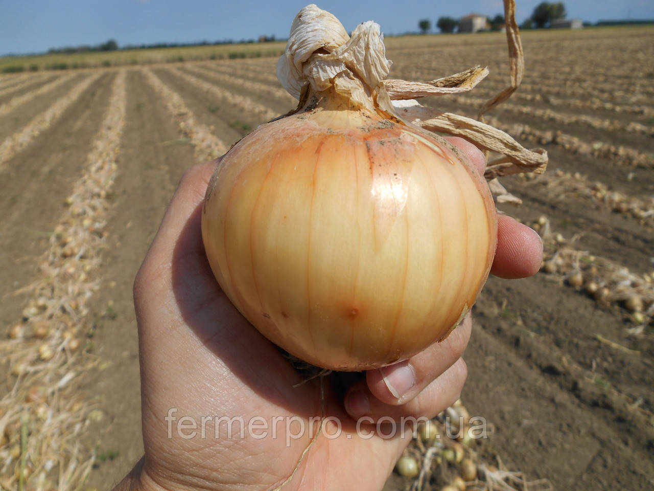 Насіння цибулі озимового Спай F1, 50 000 насіння Agri Saaten, фото 1