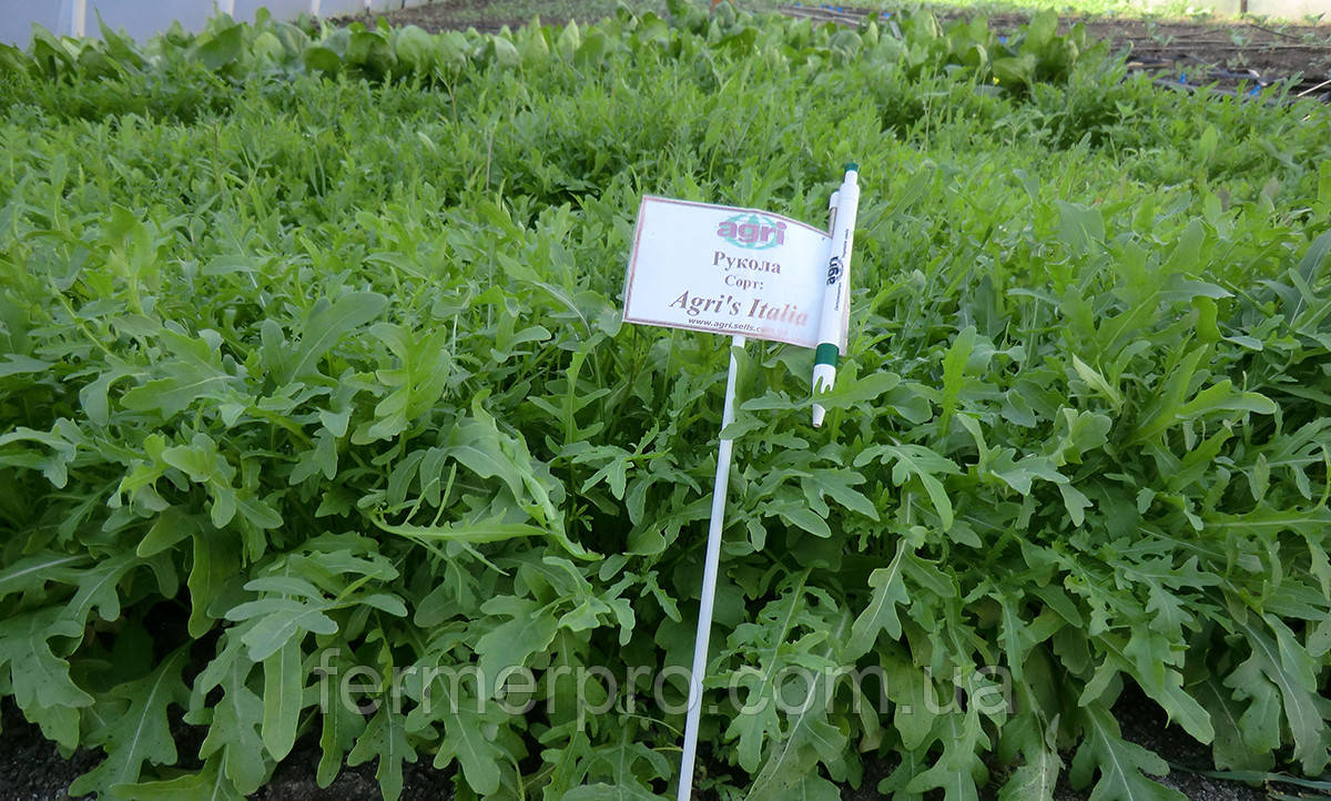Насіння руколи Agri's (Агріс) Italia, 50 г, Agri Saaten, фото 1