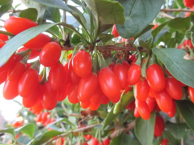 саджанці годжі в Україні, купити саджанці годжі недорого