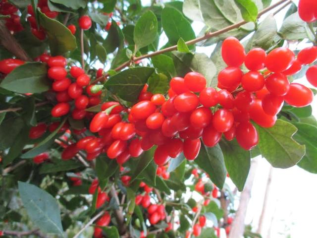 годжі купити саджанці годжі, годжі купити в Україні