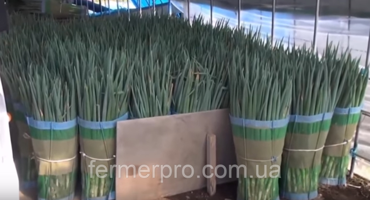 Насіння цибулі Лонг Токіо (на перо) Westar 100 г. насіння, фото 1