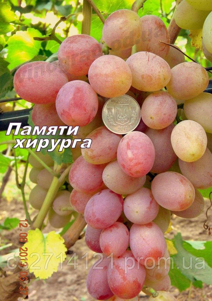 Сорт винограду раннього терміну дозрівання Пам'яті Хірурга