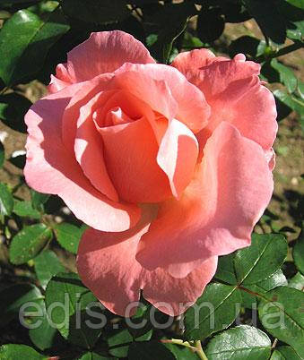 Троянда Ленні (Lenny) чайно-гібридна