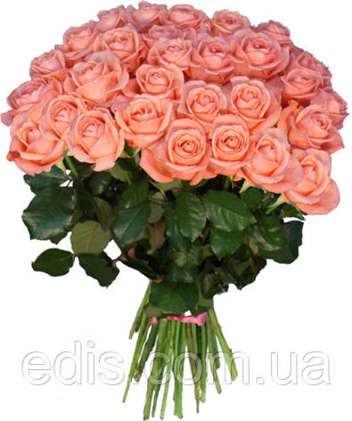 Троянда Ленні (Lenny) чайно-гібридна, фото 2