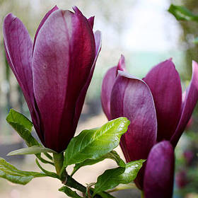Магнолія Нігра \ Magnolia Liliiflora Nigra ( саджанці 3 роки 100 - 120см )