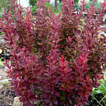 Барбарис тунберга Ред Рокет \ berberis thunbergii Red Rocket ( саджанці 3 роки), фото 3