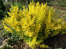 Барбарис Тунберга Голден Торч \ Berberis thunbergii Golden Torch ( саджанці 3 роки), фото 2