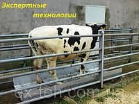 Як вибрати ваги для тварин?