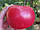 Томат Асано КС (KS 38) 100н, фото 3