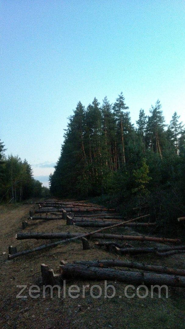 Валка лісу, санітарна чистка лісосмуг