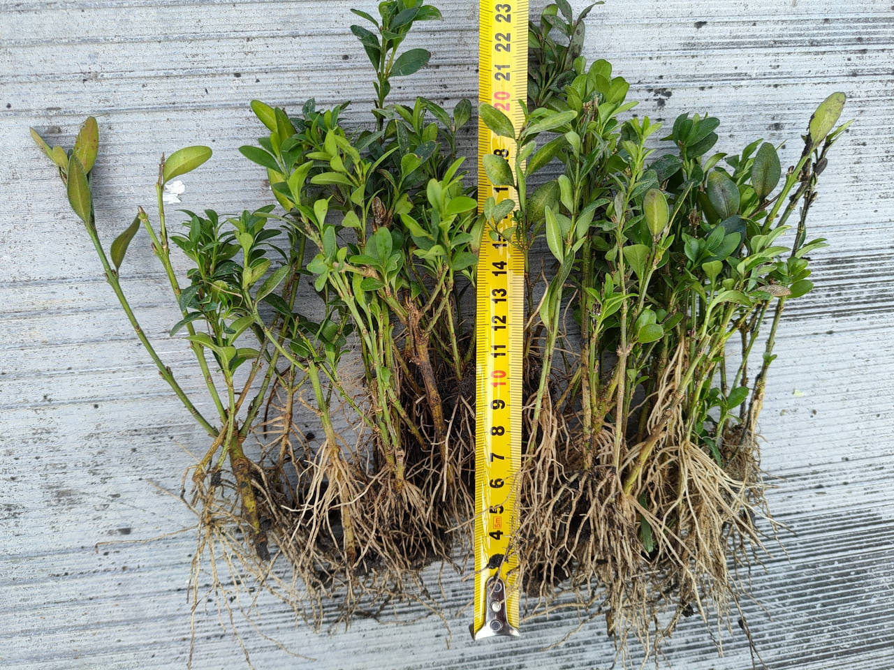 

Самшит вечнозеленый (Buxus sempervirens) самшит вічнозелений
