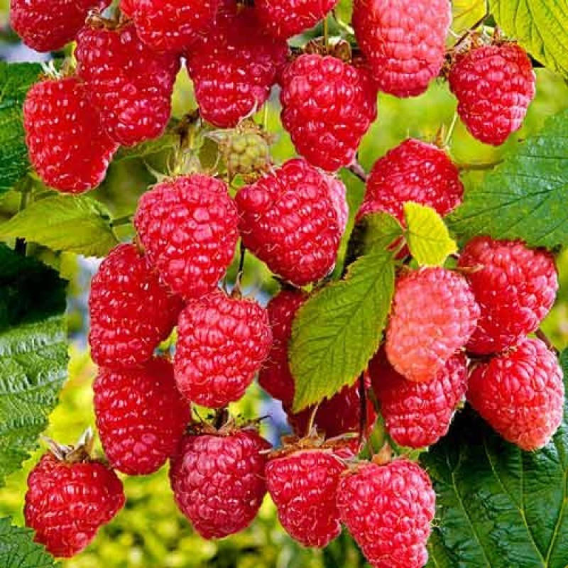 

Малина СТОЛЕШНИК