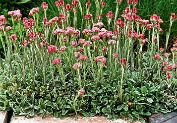 Котячі лапки