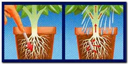 Інсектицидні палички Провадо (Bayer Garden) 10 шт*2г — захист декор.рослин від шкідників. Уцінка! Прострочений, фото 2