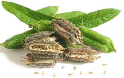 кунжут