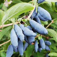 Саджанці жимолості Бакчарская, 3 річна (горщик 5 л)