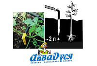 Крапельний полив у вашій теплиці, на ділянці або городі без проблем.