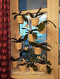 Підставка для квітів на 24 чаші або кільця "Бегонія-3", фото 4