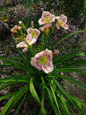 Лілейник Siloam David Kirchhoff кореневище, фото 2