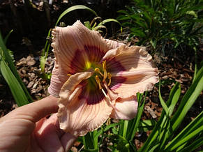 Лілейник Siloam David Kirchhoff кореневище, фото 3