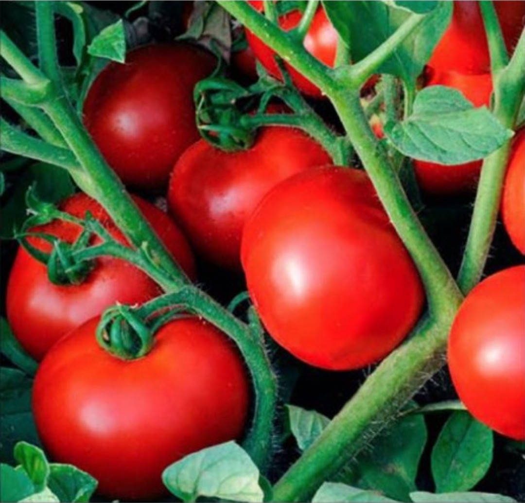 

Рассада томатов "Акела"