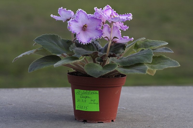 ЛЕ-Лівська опера — сортова фіалка, фото 1