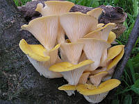 Мицелий на брусочках Вешенка лимонная-желтая, Pleurotus citrinopileatus