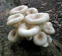 Мицелий на брусочках Вешенка рожковидная (Вешенка обильная), Pleurotus cornucopiae