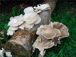 Міцеля на брусочках Вешенька флоридська, Pleurotus ostreadus Florida