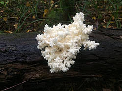 Міцелей на брусочках Ожина коралова (Герицій решітчастоподібний), Hericium coralloides