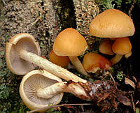 Мицелий на брусочках Опенок маковый (Гифолома маковая), Hypholoma capnoides