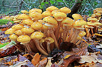 Мицелий на брусочках Опенок осенний (Опенок настоящий), Armillaria mellea