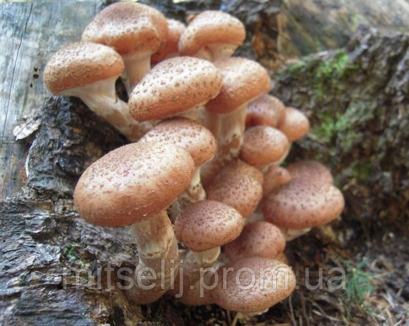 Мицелий на брусочках Опенок северный, Armillaria borealis - фото 1 - id-p532780037