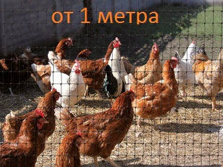 Сітка вольерная пластикова на метраж 1 м ширина, фото 1