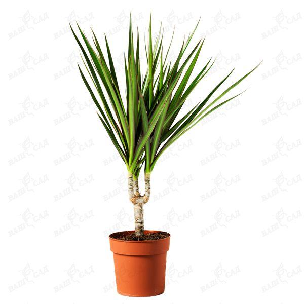 Вазон Драцена "Маргіната" 12