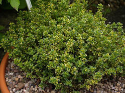 Чебрець лимонно-пахне, контейнер Р9