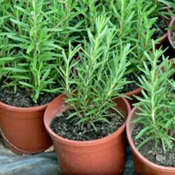 Розмарин, контейнер 1л, фото 1