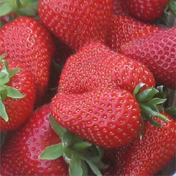 Кубинка Сирія (з)