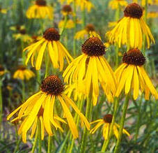 Ехінацея Harvest Moon