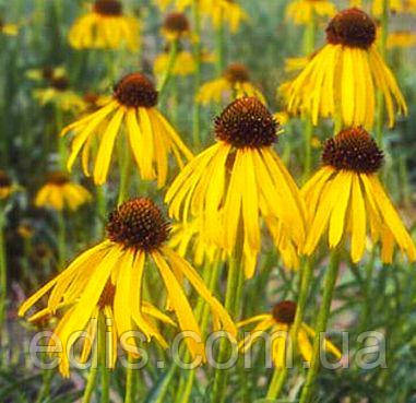 Ехінацея Harvest Moon, фото 1