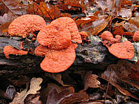 Мицелий на брусочках Трутовик киноварно-красный, Pycnoporus cinnabarinus