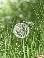 Вишивка бісером "Кульбаба і бабка" 24х33