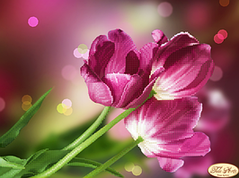 Вишивка бісером "Тюльпани Каравелла" 24х33