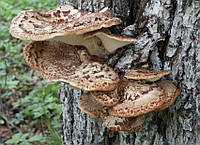 Мицелий на брусочках Трутовик чешуйчатый (Трутовик пестрый), Polyporus squamosus