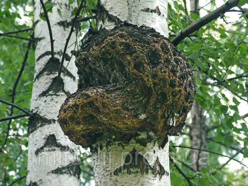 Мицелий на брусочках Чага (Березовый гриб), Inonotus obliquus - фото 1 - id-p533989230