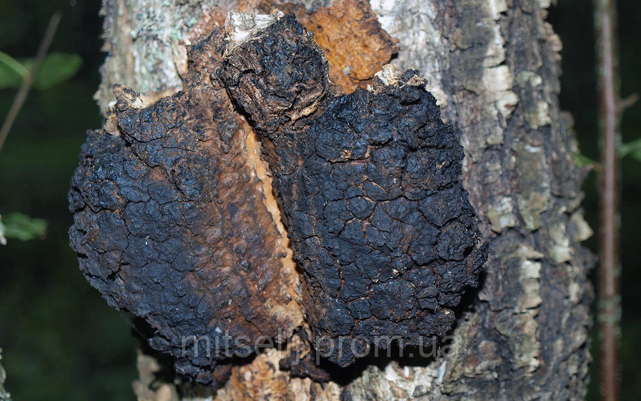 Мицелий на брусочках Чага (Березовый гриб), Inonotus obliquus - фото 4 - id-p533989230