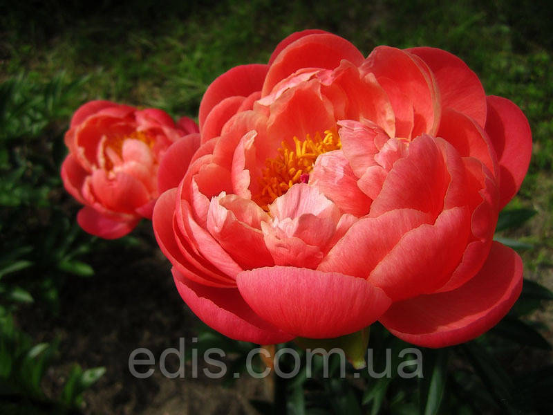 Півонія Coral Charm (Корал Чарм) кореневище