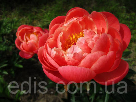 Півонія Coral Charm (Корал Чарм) кореневище, фото 1